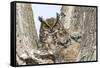 Great horned owl with fledglings, Malheur National Wildlife Refuge, Oregon.-William Sutton-Framed Stretched Canvas