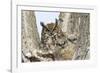 Great horned owl with fledglings, Malheur National Wildlife Refuge, Oregon.-William Sutton-Framed Photographic Print