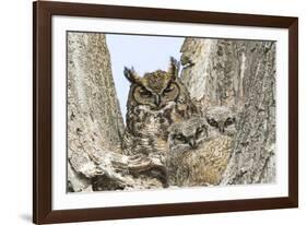 Great horned owl with fledglings, Malheur National Wildlife Refuge, Oregon.-William Sutton-Framed Photographic Print