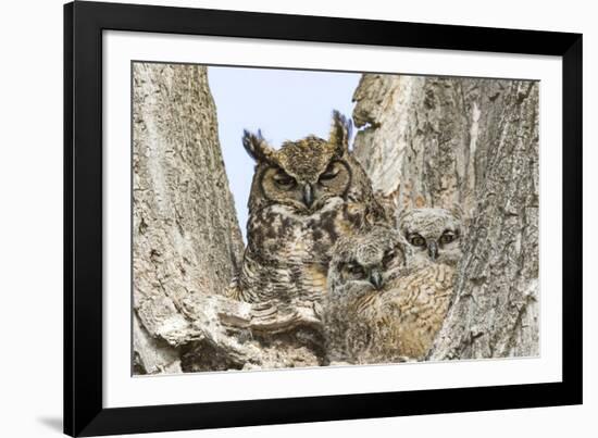 Great horned owl with fledglings, Malheur National Wildlife Refuge, Oregon.-William Sutton-Framed Photographic Print