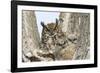 Great horned owl with fledglings, Malheur National Wildlife Refuge, Oregon.-William Sutton-Framed Photographic Print