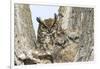 Great horned owl with fledglings, Malheur National Wildlife Refuge, Oregon.-William Sutton-Framed Photographic Print