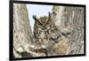 Great horned owl with fledglings, Malheur National Wildlife Refuge, Oregon.-William Sutton-Framed Photographic Print