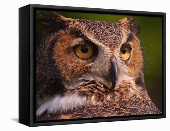 Great Horned Owl-Adam Jones-Framed Stretched Canvas