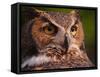 Great Horned Owl-Adam Jones-Framed Stretched Canvas