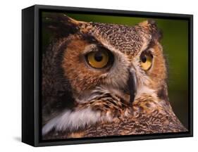 Great Horned Owl-Adam Jones-Framed Stretched Canvas