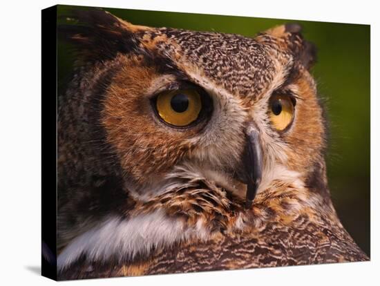 Great Horned Owl-Adam Jones-Stretched Canvas