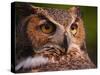 Great Horned Owl-Adam Jones-Stretched Canvas