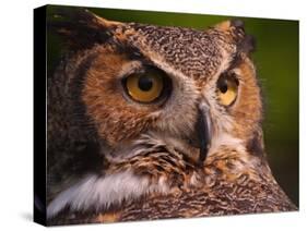 Great Horned Owl-Adam Jones-Stretched Canvas