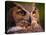 Great Horned Owl-Adam Jones-Stretched Canvas