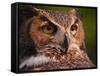 Great Horned Owl-Adam Jones-Framed Stretched Canvas