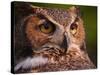 Great Horned Owl-Adam Jones-Stretched Canvas