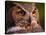 Great Horned Owl-Adam Jones-Stretched Canvas