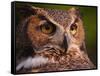 Great Horned Owl-Adam Jones-Framed Stretched Canvas