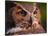 Great Horned Owl-Adam Jones-Stretched Canvas