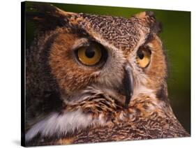 Great Horned Owl-Adam Jones-Stretched Canvas