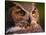 Great Horned Owl-Adam Jones-Stretched Canvas