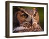 Great Horned Owl-Adam Jones-Framed Premium Photographic Print