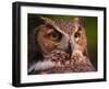 Great Horned Owl-Adam Jones-Framed Premium Photographic Print