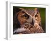 Great Horned Owl-Adam Jones-Framed Premium Photographic Print