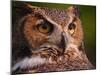 Great Horned Owl-Adam Jones-Mounted Premium Photographic Print