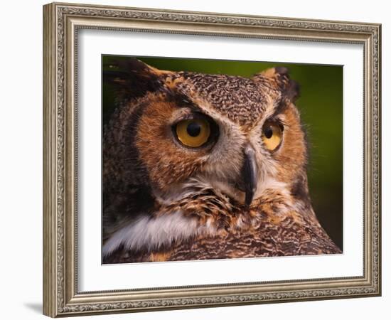 Great Horned Owl-Adam Jones-Framed Photographic Print