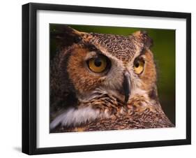 Great Horned Owl-Adam Jones-Framed Photographic Print