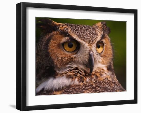 Great Horned Owl-Adam Jones-Framed Photographic Print