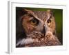 Great Horned Owl-Adam Jones-Framed Photographic Print