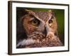 Great Horned Owl-Adam Jones-Framed Photographic Print