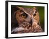 Great Horned Owl-Adam Jones-Framed Photographic Print