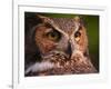 Great Horned Owl-Adam Jones-Framed Photographic Print