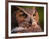 Great Horned Owl-Adam Jones-Framed Photographic Print