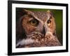 Great Horned Owl-Adam Jones-Framed Photographic Print