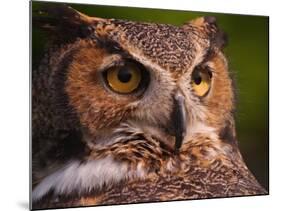 Great Horned Owl-Adam Jones-Mounted Photographic Print