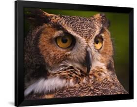 Great Horned Owl-Adam Jones-Framed Photographic Print