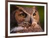 Great Horned Owl-Adam Jones-Framed Photographic Print