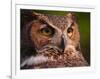 Great Horned Owl-Adam Jones-Framed Photographic Print