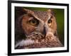 Great Horned Owl-Adam Jones-Framed Photographic Print