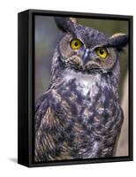 Great Horned Owl-Janis Miglavs-Framed Stretched Canvas