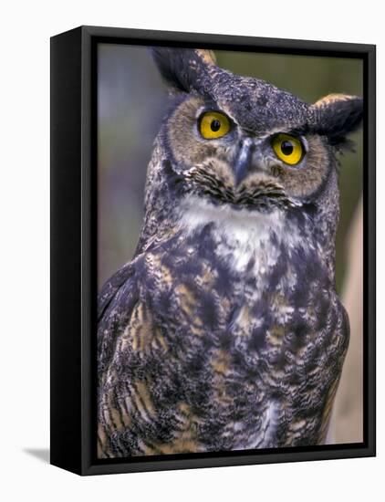 Great Horned Owl-Janis Miglavs-Framed Stretched Canvas