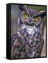 Great Horned Owl-Janis Miglavs-Framed Stretched Canvas