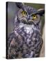 Great Horned Owl-Janis Miglavs-Stretched Canvas