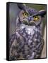 Great Horned Owl-Janis Miglavs-Framed Stretched Canvas