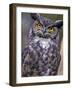 Great Horned Owl-Janis Miglavs-Framed Photographic Print