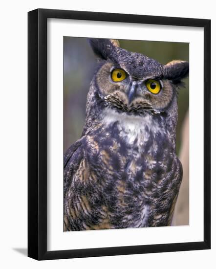 Great Horned Owl-Janis Miglavs-Framed Photographic Print