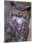 Great Horned Owl-Janis Miglavs-Mounted Photographic Print