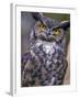 Great Horned Owl-Janis Miglavs-Framed Photographic Print