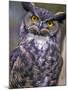Great Horned Owl-Janis Miglavs-Mounted Photographic Print