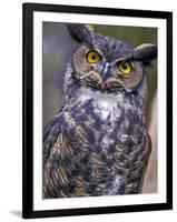 Great Horned Owl-Janis Miglavs-Framed Photographic Print